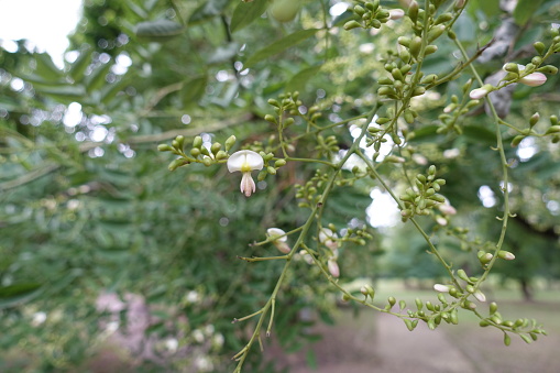 Axillary raceme of scholartree with white flower and buds