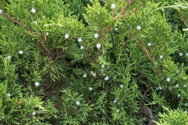 Photo of Cones in the leafage of savin juniper with whitish waxy bloom