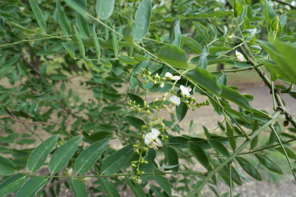 White flowers of Sophora japonica among green leaves White flowers of Sophora japonica among green leaves styphnolobium japonicum stock pictures, royalty-free photos & images