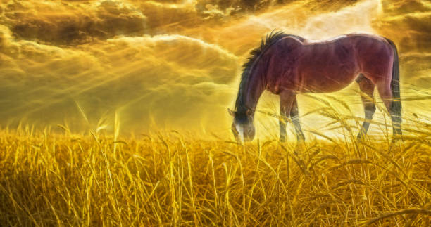 istock Horse grazing in sun drenched field 878413030