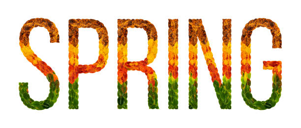 istock word spring written with leaves white isolated background, banner for printing, creative illustration of colored leaves. 878415224