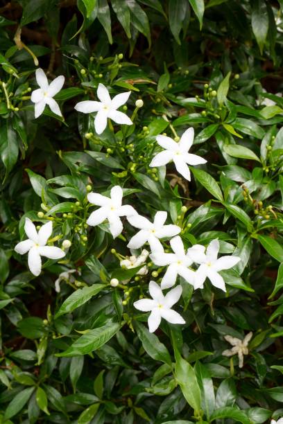 istock white Gardenia jasminoides flower 878415444