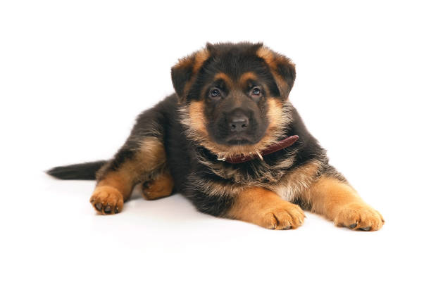istock Adorable German Shepherd puppy lying down indoors on a white background 878418970