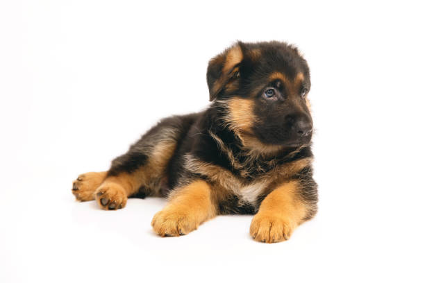istock Adorable German Shepherd puppy lying down indoors on a white background 878419096