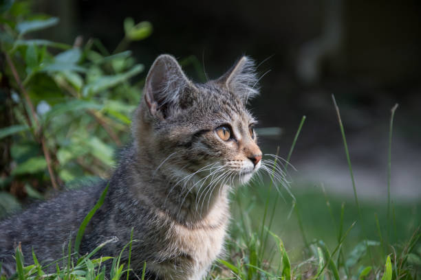 istock Cute tabby kitten outdoors 878423552