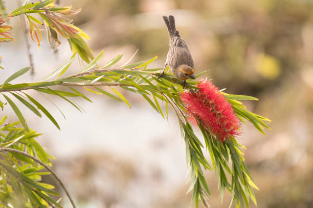 istock House finch perched on bottlebrush tree branch. 878426030