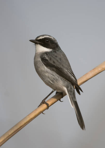 Saxicola Ferreus Grey Bushchat - Free photo on Pixabay