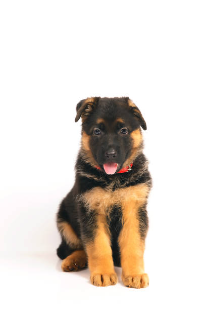 istock Adorable German Shepherd puppy with a collar sitting indoors on a white background 878430542
