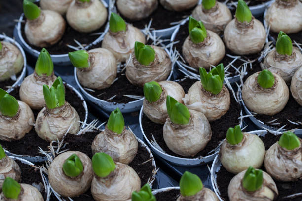istock Sprouting Bulbs of Hyacinth 878443264