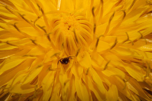 istock Beautiful gdndelion flower with a small ant inside. 878443344