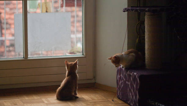 istock very cute red yellow tigger kittens playing around 878444106