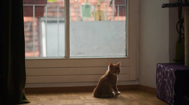 istock very cute red yellow tigger kittens playing around 878444250