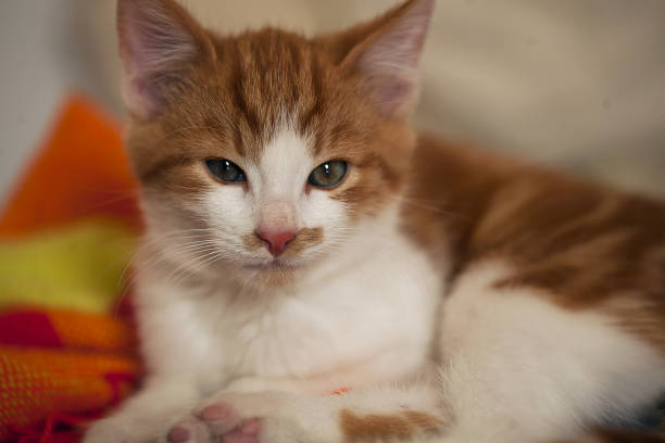 istock very cute red yellow tigger kittens playing around 878446634