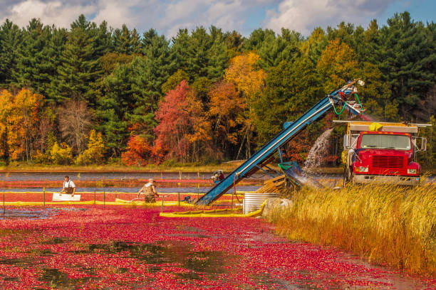 マサチューセッツ州のクランベリーの収穫 - massachusetts agriculture crop farm ストックフォトと画像