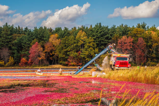 マサチューセッツ州のクランベリーの収穫 - massachusetts agriculture crop farm ストックフォトと画像