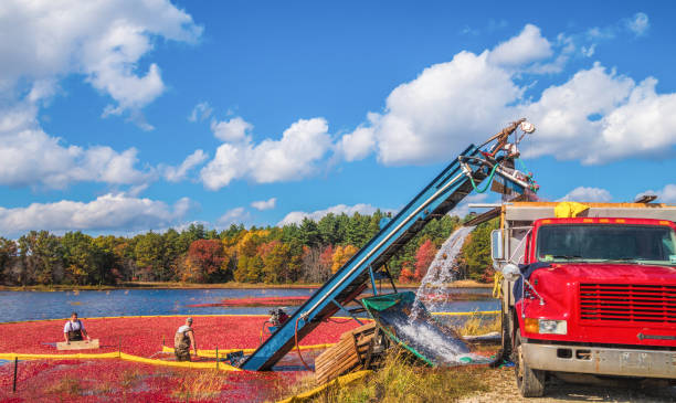 マサチューセッツ州のクランベリーの収穫 - massachusetts agriculture crop farm ストックフォトと画像