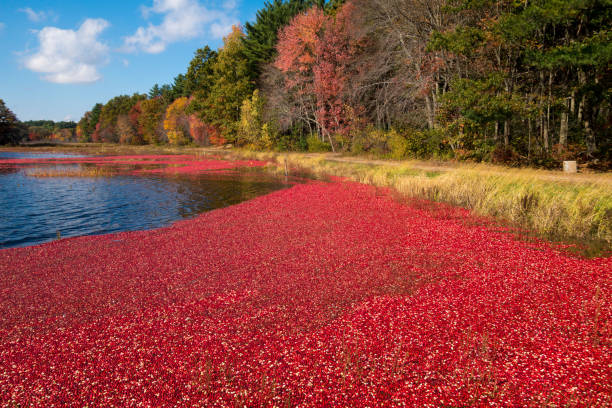 Cranberry Harvest in Massachusetts stock photo
