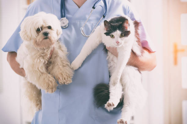 veterinario con perro y gato - vet domestic cat veterinary medicine stethoscope fotografías e imágenes de stock