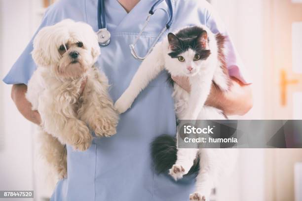 Veterinario Con Perro Y Gato Foto de stock y más banco de imágenes de Veterinario - Veterinario, Gato doméstico, Perro