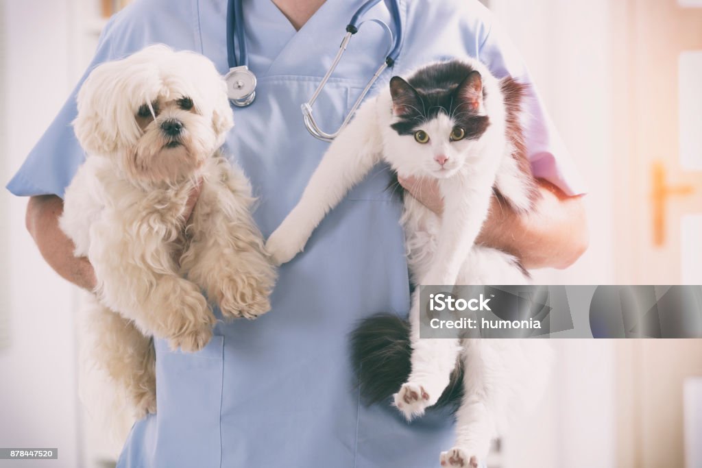 Vet with dog and cat Vet with dog and cat in his hands Veterinarian Stock Photo