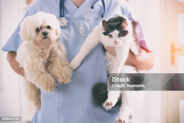 Vet With Dog And Cat Stock Photo - Download Image Now - Veterinarian, Domestic Cat, Dog