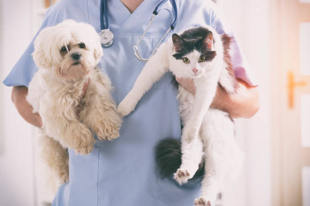 veterinário com cão e gato - vet men laboratory holding - fotografias e filmes do acervo