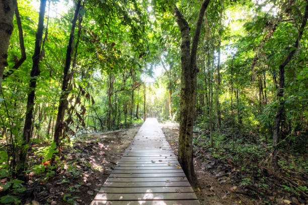 istock Wooden walkway on tropical rainforest 878447586
