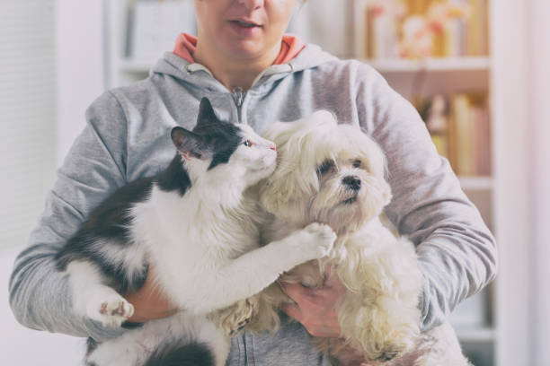 Pet owner with dog and cat Pet owner with dog and cat at home maltese dog stock pictures, royalty-free photos & images