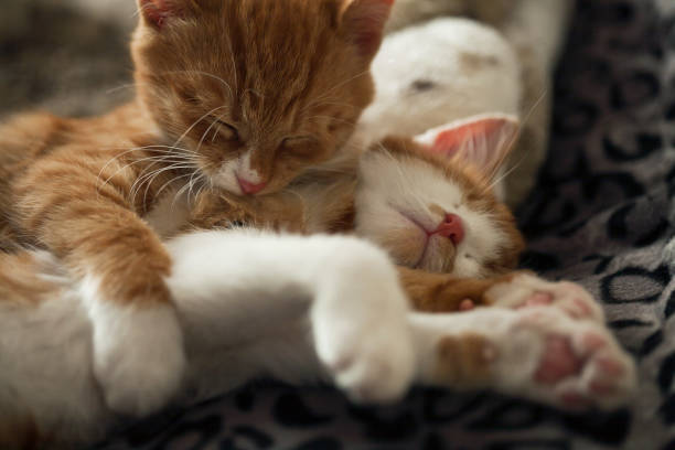 istock very cute red yellow tigger kittens playing around 878448056