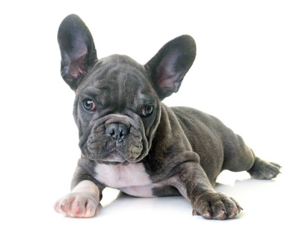 istock puppy french bulldog 878454262