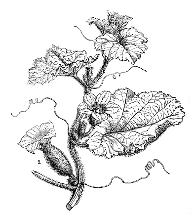 Botany plants antique engraving illustration: Muskmelon (Cucumis melo)