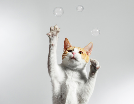Cat juggling bubbles.