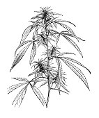 botanik-pflanzen-antik-gravur-abbildung-