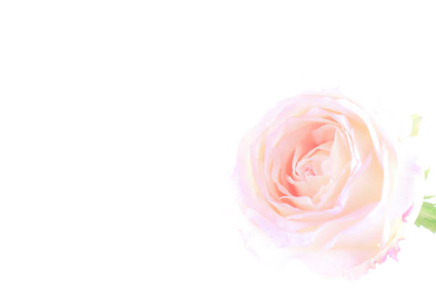Pink Rose-Flower