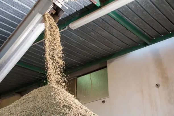 Olive oil pomace being collected as a production waste in a modern oil mill