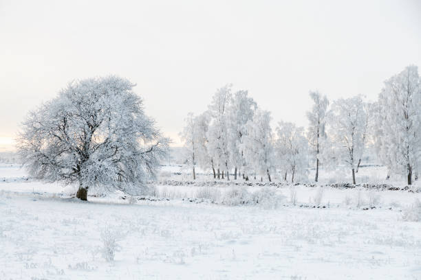 istock Trees with frost in a winter landscape 878467452