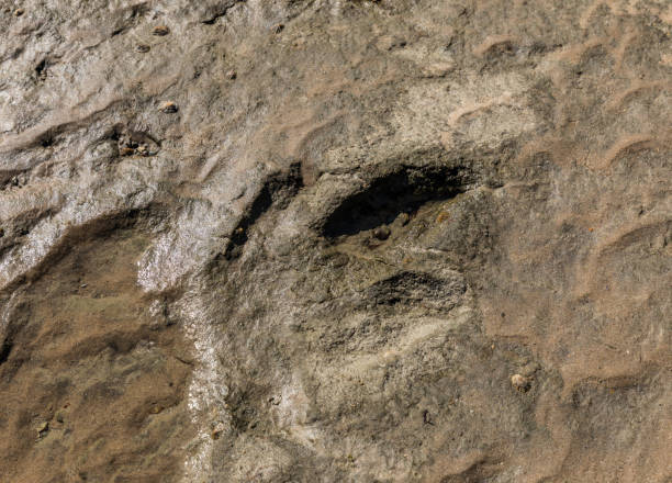 istock Dinosaur footprint in the rock 878467612