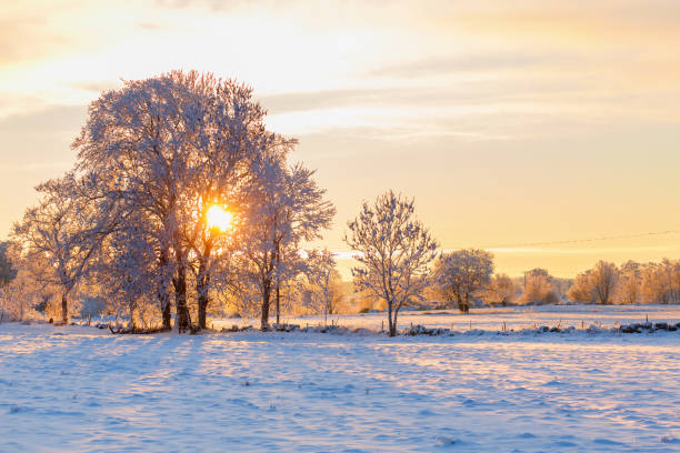 Sun shining through the trees at sunset in a wintery landscape