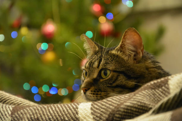 istock Cat lying on a background of colored lights, bokeh. 878468494