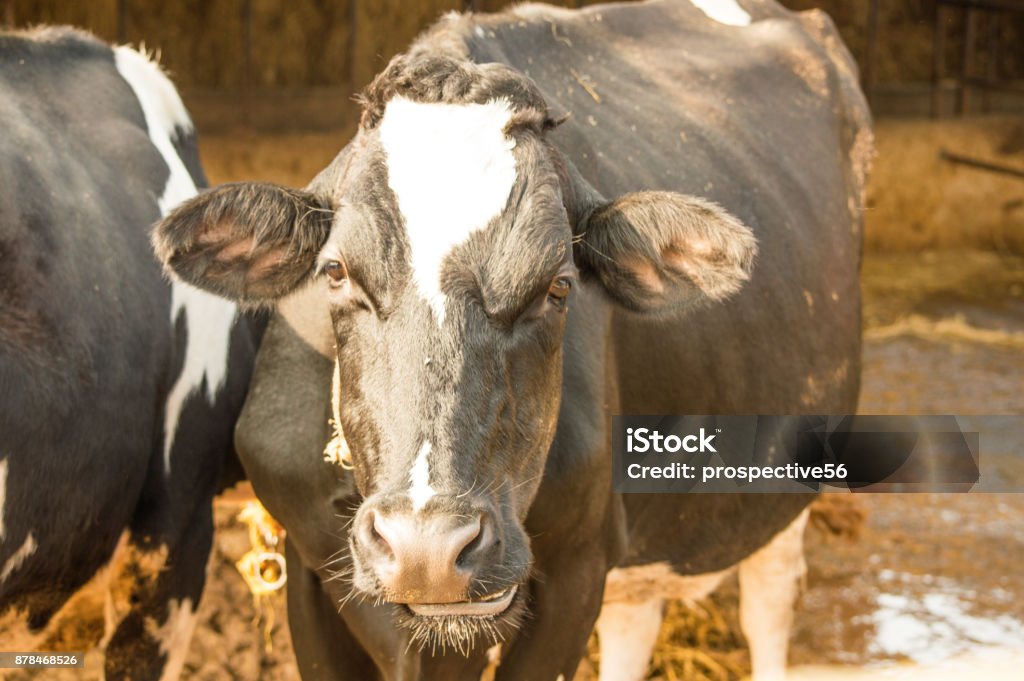 Vaca Enojada Mirando A Cámara Una Vaca De Holstein Nacional Blanco Y Negro  De Pie Y Mirando A Cámara Foto de stock y más banco de imágenes de  Agricultura - iStock