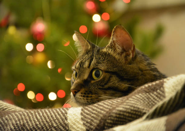 istock Cat lying on a background of colored lights, bokeh. 878468614