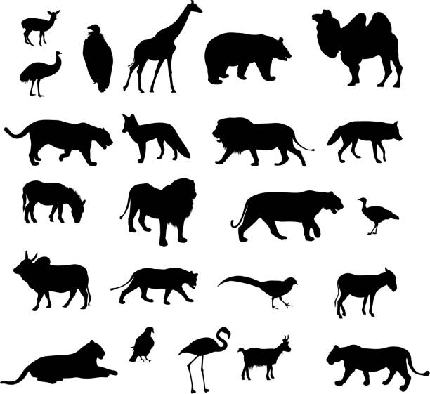 Set of black silhouettes of different animals and birds of vector illustration Set of black silhouettes of different animals and birds of vector illustration ostrich silhouette stock illustrations