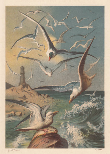 Seagulls on a coast with lighthouse, lithograph, published in 1883 Seagulls on a coast with lighthouse. Lithograph after a drawing by Fedor Flinzer (German author and illustrator, 1832 - 1911), published in 1883. charadriiformes stock illustrations