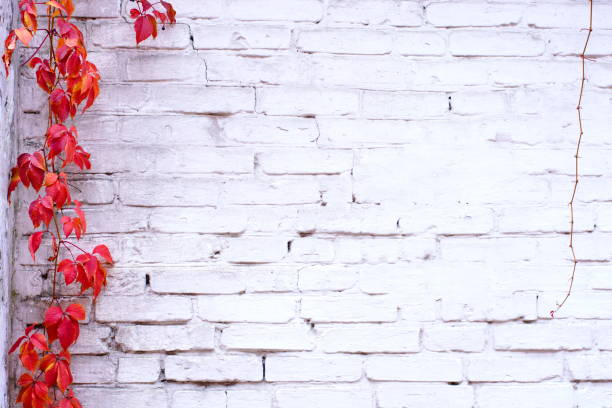 istock White painted brick wall texture and vines of red ivy creeper 878473406