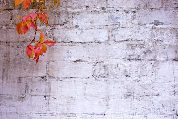 istock White painted brick wall texture and vines of red ivy creeper 878473414