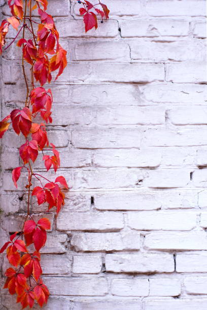 istock White painted brick wall texture and vines of red ivy creeper 878473418