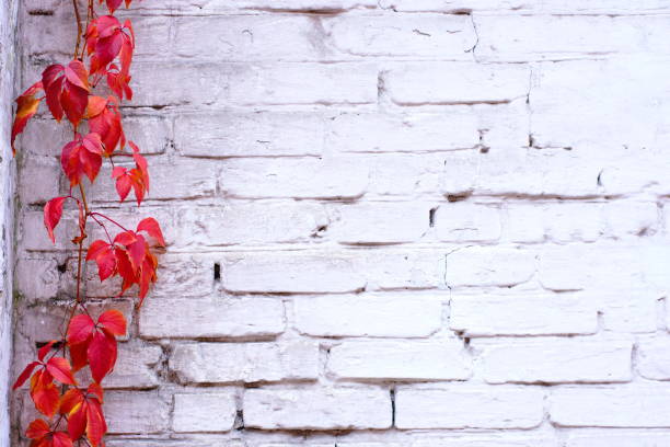istock White painted brick wall texture and vines of red ivy creeper 878473426