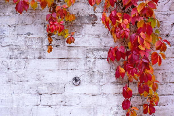 istock White painted brick wall texture and vines of red ivy creeper 878473436