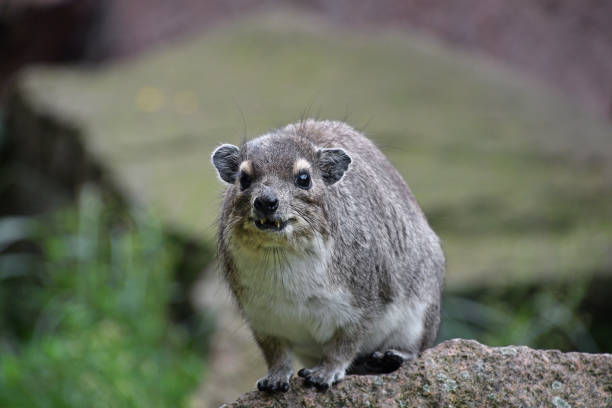 Close up front portrait of one Hyrax sitting on stone and looking at camera, low angle view