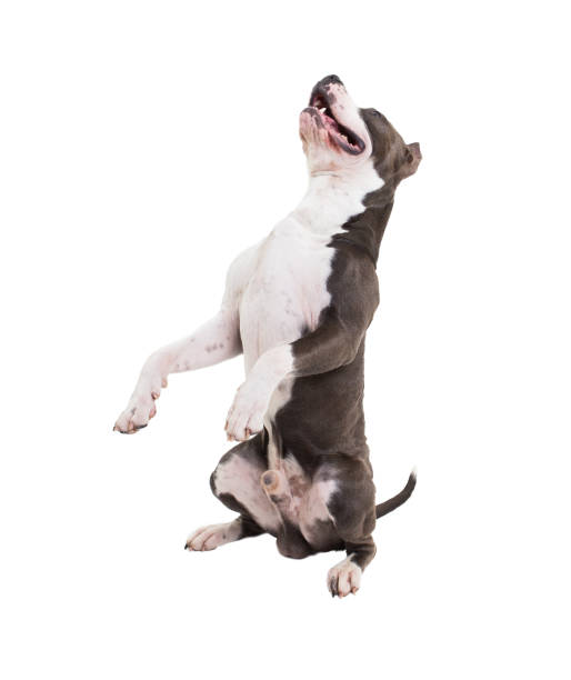 istock American pit bull terrier posing on a white background in studio isolated - pose 